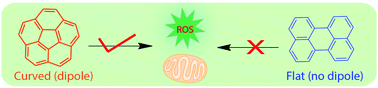 Graphical abstract: Topology dictates function: controlled ROS production and mitochondria accumulation via curved carbon materials
