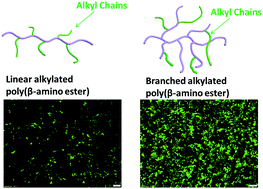 Graphical abstract: Alkylated branched poly(β-amino esters) demonstrate strong DNA encapsulation, high nanoparticle stability and robust gene transfection efficacy