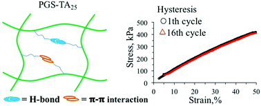 Graphical abstract: Tyramine functionalization of poly(glycerol sebacate) increases the elasticity of the polymer