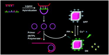 Graphical abstract: Core–shell gold nanocubes for point mutation detection based on plasmon-enhanced fluorescence