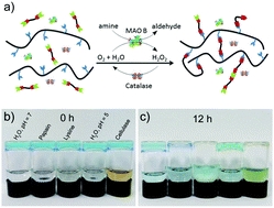 Graphical abstract: Dynamic hydrogels produced via monoamine oxidase B-catalyzed deamination and aldimine crosslinking for 3D printing