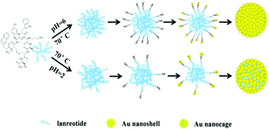 Graphical abstract: Fabrication of gold nanocages and nanoshells using lanreotide acetate and a comparison study of their photothermal antitumor therapy