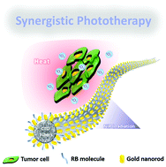 Graphical abstract: Luminescent CaTiO3:Yb,Er nanofibers co-conjugated with Rose Bengal and gold nanorods for potential synergistic photodynamic/photothermal therapy