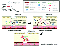Graphical abstract: Bioglass promotes wound healing through modulating the paracrine effects between macrophages and repairing cells