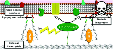 Graphical abstract: Enhancement of photobactericidal activity of chlorin-e6-cellulose nanocrystals by covalent attachment of polymyxin B