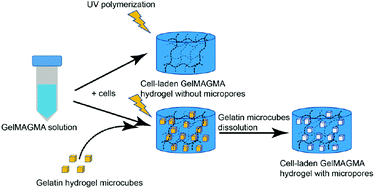 Graphical abstract: Influence of microporous gelatin hydrogels on chondrocyte functions