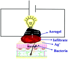Graphical abstract: Natural extracted aerogels with inherent anisotropy and their 3D printing assisted biomedical applications