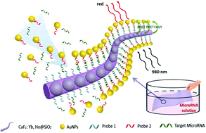 Graphical abstract: Production of a fluorescence resonance energy transfer (FRET) biosensor membrane for microRNA detection