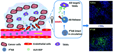 Graphical abstract: A tumour microenvironment-responsive polymeric complex for targeted depletion of tumour-associated macrophages (TAMs)