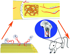 Graphical abstract: A 3D graphene coated bioglass scaffold for bone defect therapy based on the molecular targeting approach