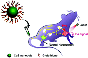 Graphical abstract: Glutathione-capped, renal-clearable CuS nanodots for photoacoustic imaging and photothermal therapy