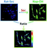 Graphical abstract: Ratiometric fluorescence imaging of endogenous selenocysteine in cancer cell matrix