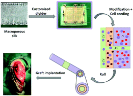 Graphical abstract: Implementation of a stratified approach and gene immobilization to enhance the osseointegration of a silk-based ligament graft