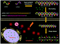 Graphical abstract: Self-assembled DNA nanowires as quantitative dual-drug nanocarriers for antitumor chemophotodynamic combination therapy