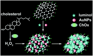 Graphical abstract: Luminol and gold nanoparticle-co-precipitated reduced graphene oxide hybrids with long-persistent chemiluminescence for cholesterol detection