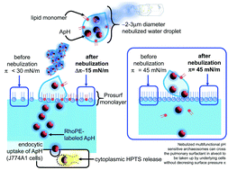Graphical abstract: Nebulizing novel multifunctional nanovesicles: the impact of macrophage-targeted-pH-sensitive archaeosomes on a pulmonary surfactant
