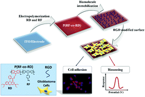 Graphical abstract: Rhodamine functionalized conducting polymers for dual intention: electrochemical sensing and fluorescence imaging of cells