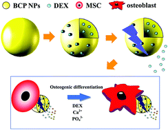 Graphical abstract: Preparation of dexamethasone-loaded calcium phosphate nanoparticles for the osteogenic differentiation of human mesenchymal stem cells