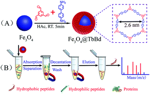 Graphical abstract: Facile synthesis of core–shell structured magnetic covalent organic framework composite nanospheres for selective enrichment of peptides with simultaneous exclusion of proteins