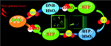 Graphical abstract: A two-photon ratiometric fluorescent probe for the synergistic detection of the mitochondrial SO2/HClO crosstalk in cells and in vivo