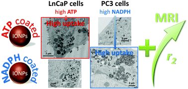 Graphical abstract: ATP and NADPH coated iron oxide nanoparticles for targeting of highly metabolic tumor cells