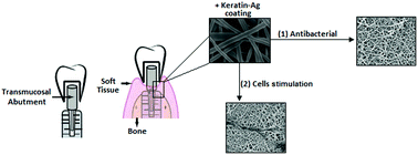 Graphical abstract: Silver-doped keratin nanofibers preserve a titanium surface from biofilm contamination and favor soft-tissue healing