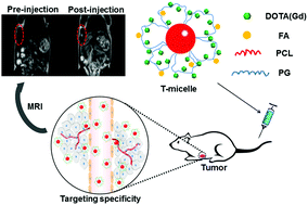 Graphical abstract: A poly(ε-caprolactone)–poly(glycerol)–poly(ε-caprolactone) triblock copolymer for designing a polymeric micelle as a tumor targeted magnetic resonance imaging contrast agent