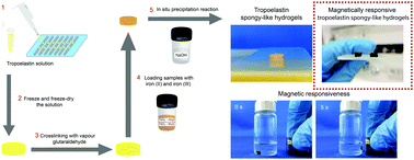 Graphical abstract: Engineering magnetically responsive tropoelastin spongy-like hydrogels for soft tissue regeneration