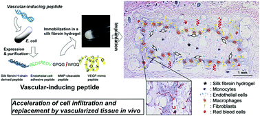 Graphical abstract: Vascular induction and cell infiltration into peptide-modified bioactive silk fibroin hydrogels