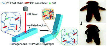 Graphical abstract: Complex shape deformations of homogeneous poly(N-isopropylacrylamide)/graphene oxide hydrogels programmed by local NIR irradiation
