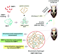 Graphical abstract: Tailored biomimetic hydrogel based on a photopolymerised DMP1/MCF/gelatin hybrid system for calvarial bone regeneration
