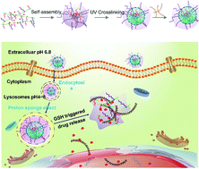 Graphical abstract: Co-delivery of PLK1-specific shRNA and doxorubicin via core-crosslinked pH-sensitive and redox ultra-sensitive micelles for glioma therapy