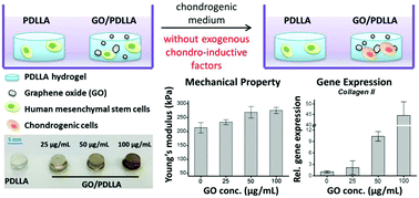 Graphical abstract: Chondroinductive factor-free chondrogenic differentiation of human mesenchymal stem cells in graphene oxide-incorporated hydrogels