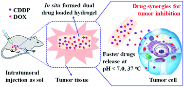 Graphical abstract: Development of a dual drug-loaded hydrogel delivery system for enhanced cancer therapy: in situ formation, degradation and synergistic antitumor efficiency