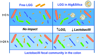 Graphical abstract: Original behavior of L. rhamnosus GG encapsulated in freeze-dried alginate–silica microparticles revealed under simulated gastrointestinal conditions