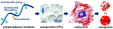 Graphical abstract: Photoluminescent polyphosphazene nanoparticles for in situ simvastatin delivery for improving the osteocompatibility of BMSCs