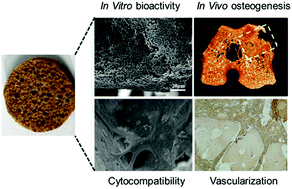 Graphical abstract: Macro-mesoporous composites containing PEEK and mesoporous diopside as bone implants: characterization, in vitro mineralization, cytocompatibility, and vascularization potential and osteogenesis in vivo