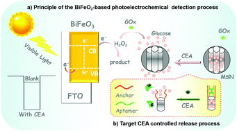 Graphical abstract: Bismuth ferrite-based photoactive materials for the photoelectrochemical detection of disease biomarkers coupled with multifunctional mesoporous silica nanoparticles