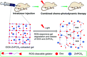 Graphical abstract: A reactive oxygen species (ROS)-responsive low molecular weight gel co-loaded with doxorubicin and Zn(ii) phthalocyanine tetrasulfonic acid for combined chemo-photodynamic therapy