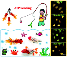 Graphical abstract: Aggregation-induced emission (AIE)-active fluorescent probes with multiple binding sites toward ATP sensing and live cell imaging