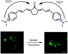 Graphical abstract: Unique D–π–A–π–D type fluorescent probes for the two-photon imaging of intracellular viscosity