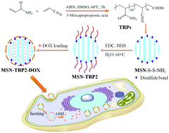 Graphical abstract: Dually responsive mesoporous silica nanoparticles regulated by upper critical solution temperature polymers for intracellular drug delivery