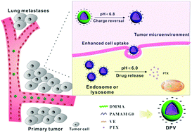 Graphical abstract: pH-sensitive micelles with charge-reversible property for tumor growth inhibition and anti-metastasis