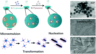 Graphical abstract: Controlled synthesis and transformation of nano-hydroxyapatite with tailored morphologies for biomedical applications