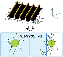 Graphical abstract: Topographical impact of silver nanolines on the morphology of neuronal SH-SY5Y Cells