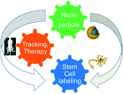 Graphical abstract: Recent progress in nanotechnology for stem cell differentiation, labeling, tracking and therapy