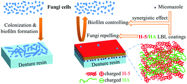 Graphical abstract: Salivary polypeptide/hyaluronic acid multilayer coatings act as “fungal repellents” and prevent biofilm formation on biomaterials