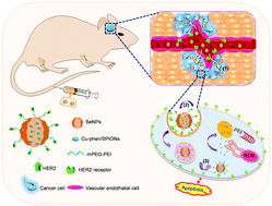 Graphical abstract: Overcoming blood–brain barrier by HER2-targeted nanosystem to suppress glioblastoma cell migration, invasion and tumor growth