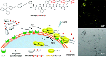Graphical abstract: Enzyme-instructed self-assembly leads to the activation of optical properties for selective fluorescence detection and photodynamic ablation of cancer cells