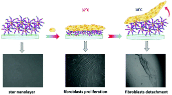 Graphical abstract: Stable star polymer nanolayers and their thermoresponsiveness as a tool for controlled culture and detachment of fibroblast sheets